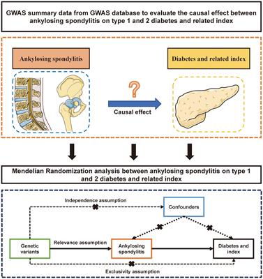 The harmful effect of ankylosing spondylitis on diabetes mellitus: new evidence from the Mendelian randomization analysis